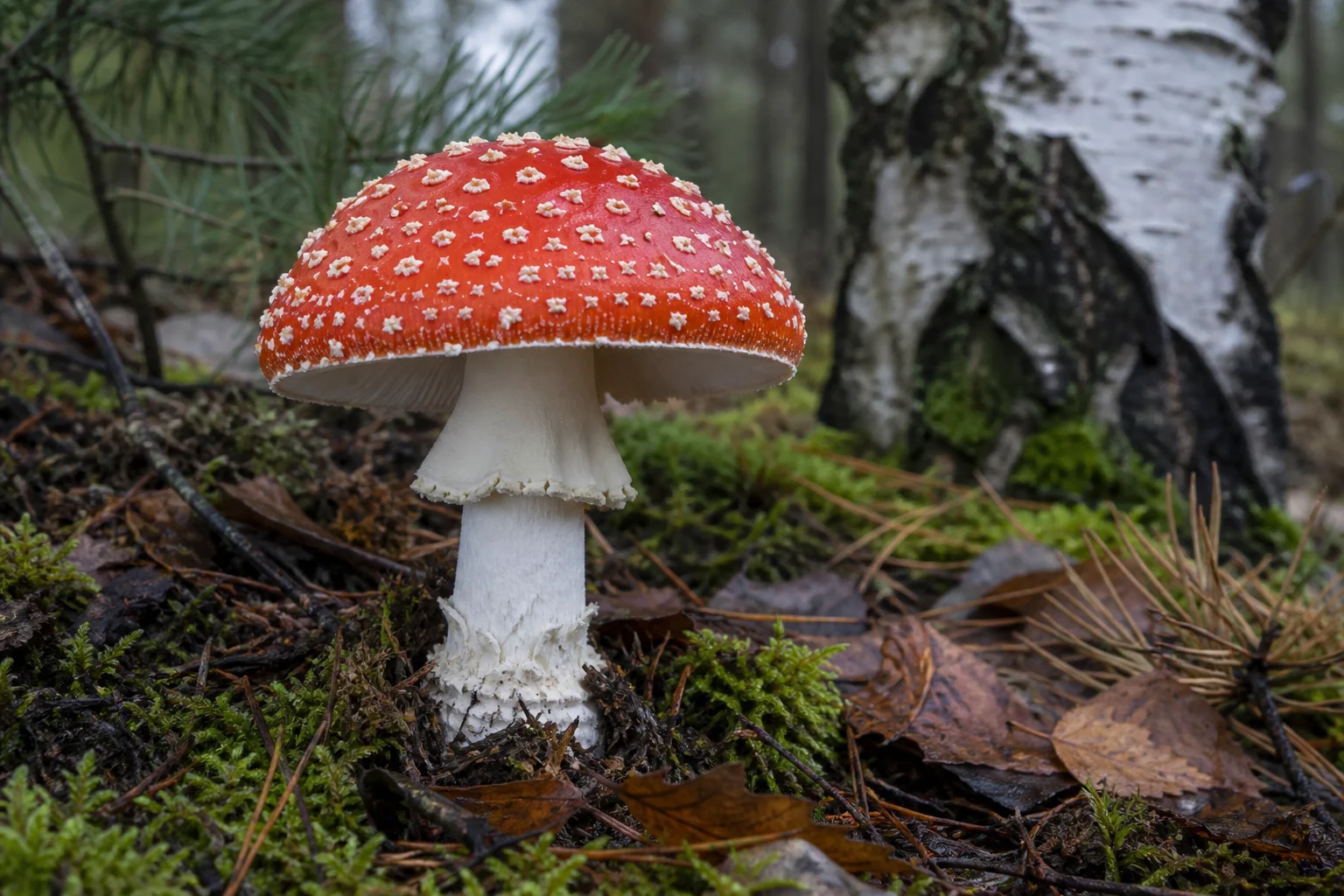 Amanita muscaria Mantarı