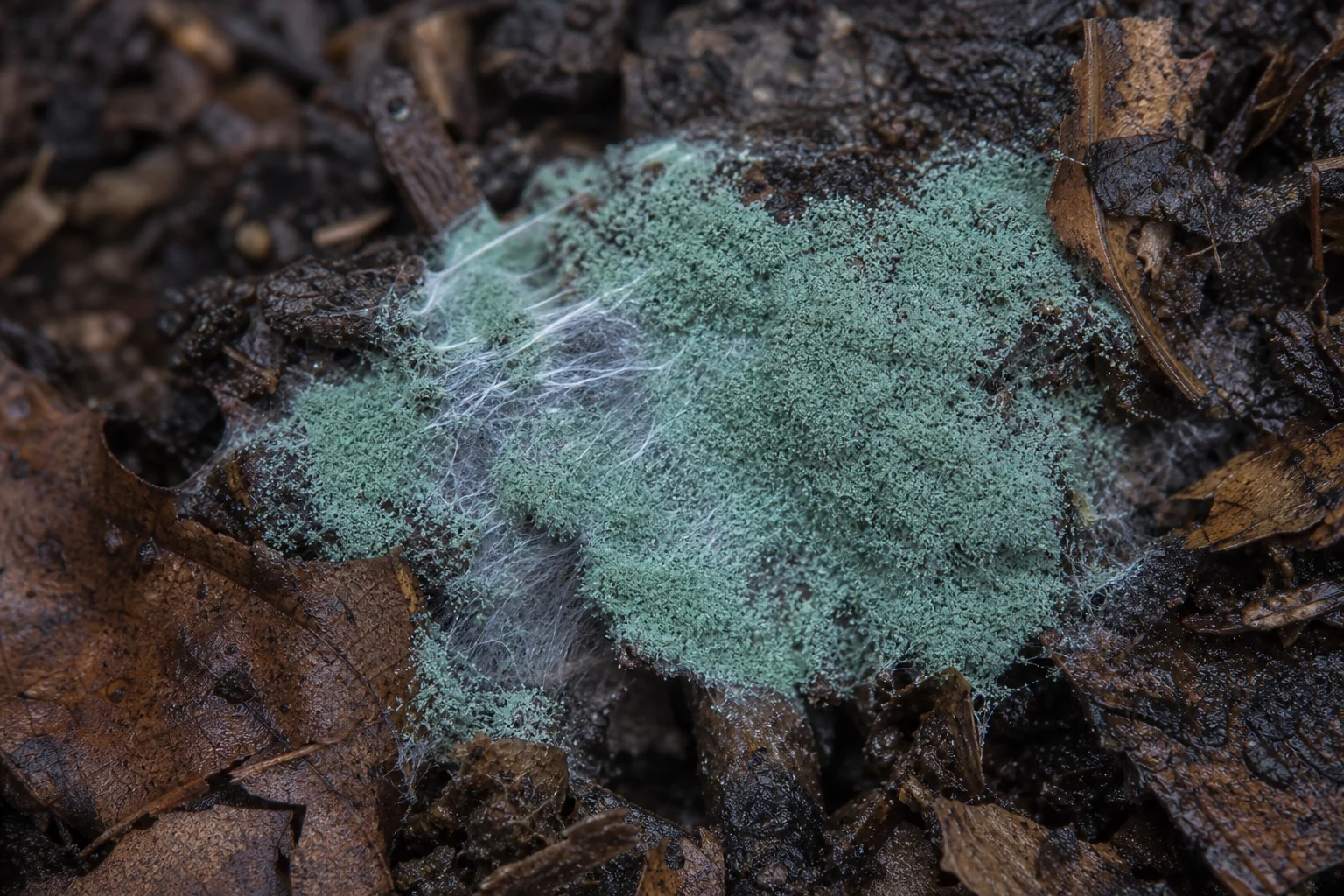 Aspergillus Fumigatus