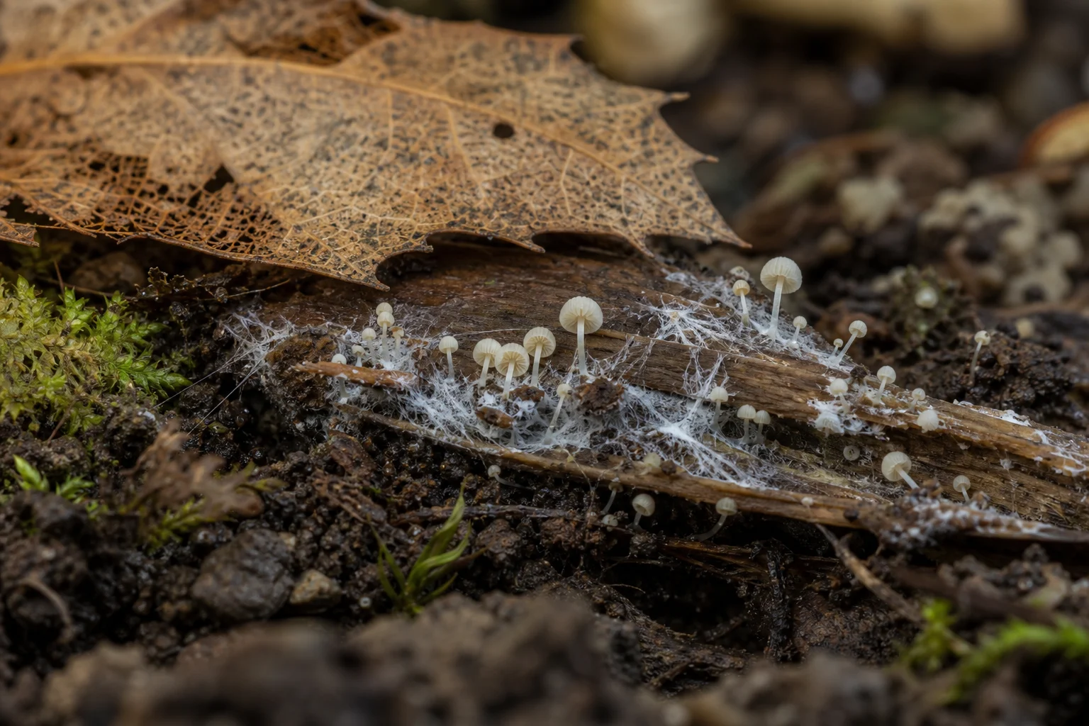 Basidiomycota Mikroskobik