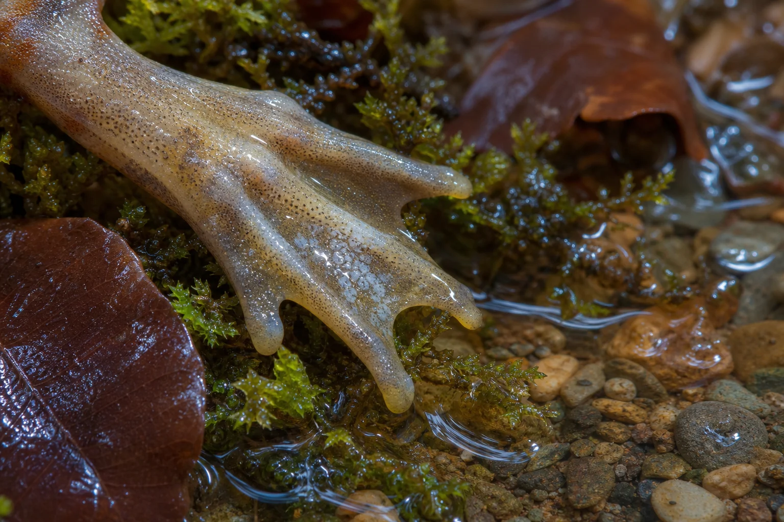Batrachochytrium Dendrobatidis