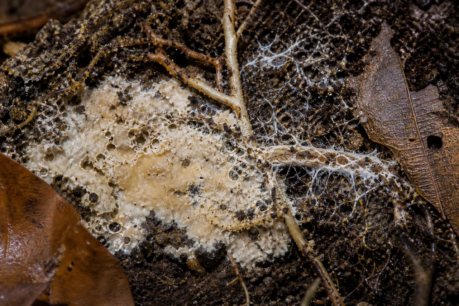 Ceratobasidium türleri (Ceratobasidium)
