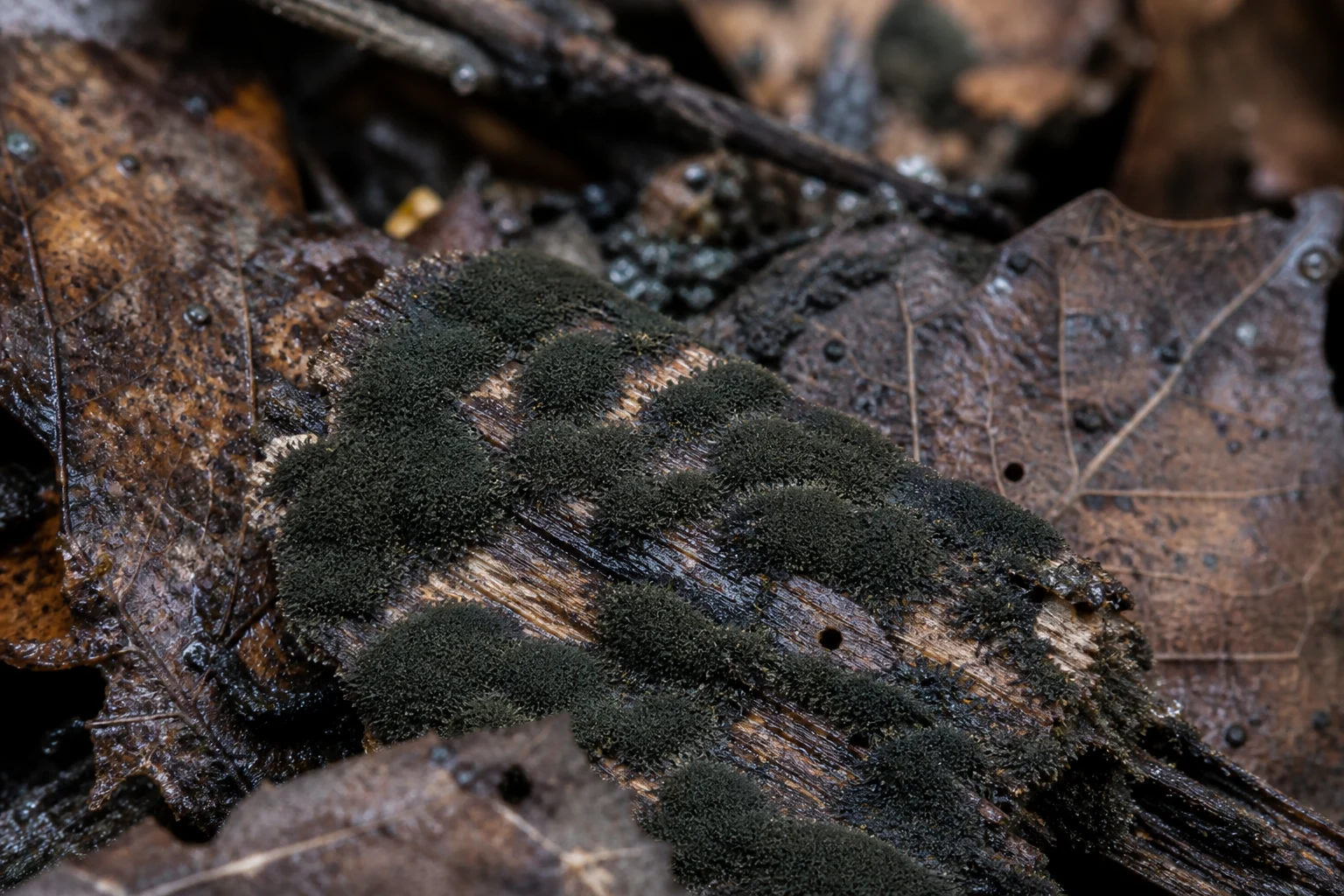 Cladosporium Türleri