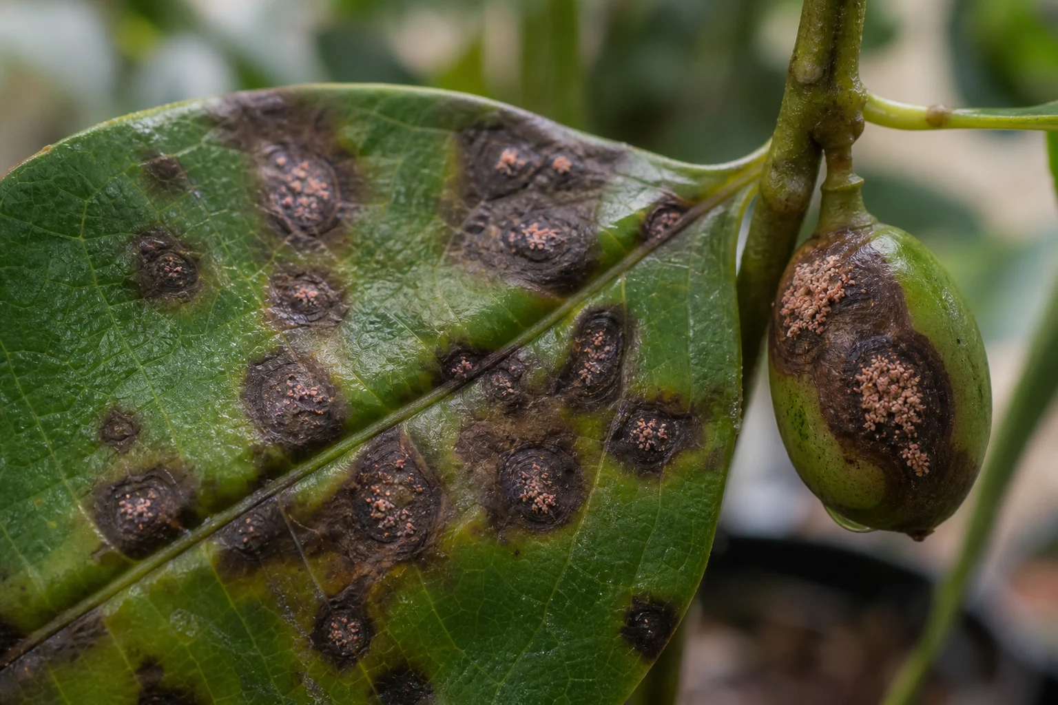 Colletotrichum Türleri