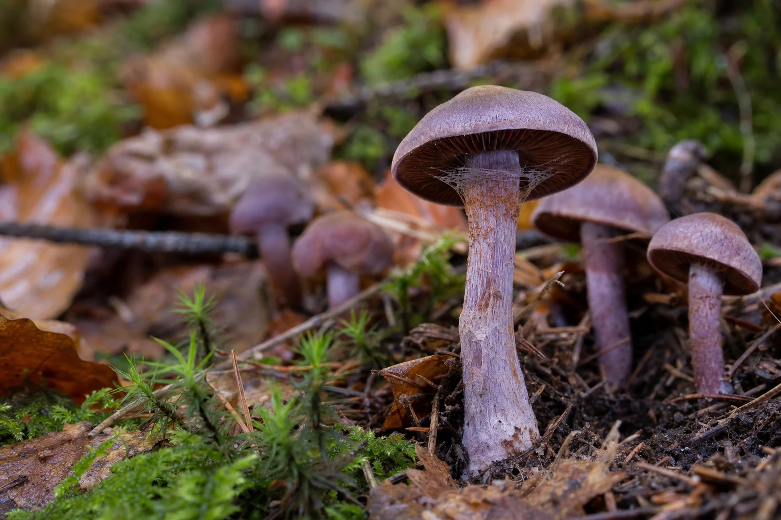 Cortinarius Türleri (Cortinarius)