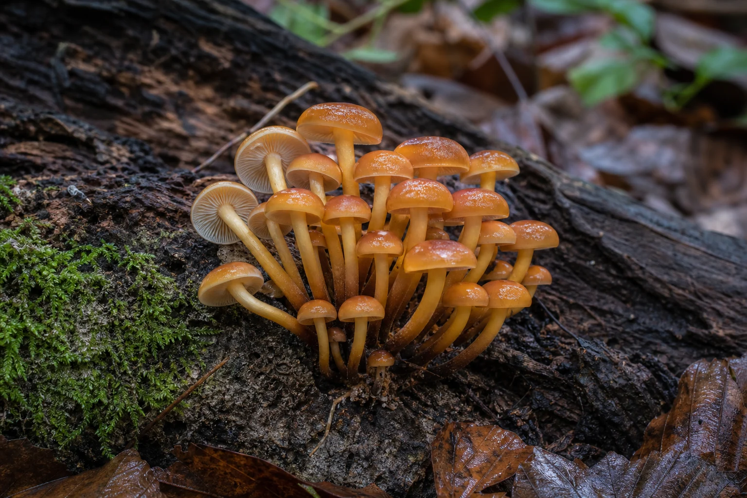 Flammulina Velutipes (Enoki Mantarı)