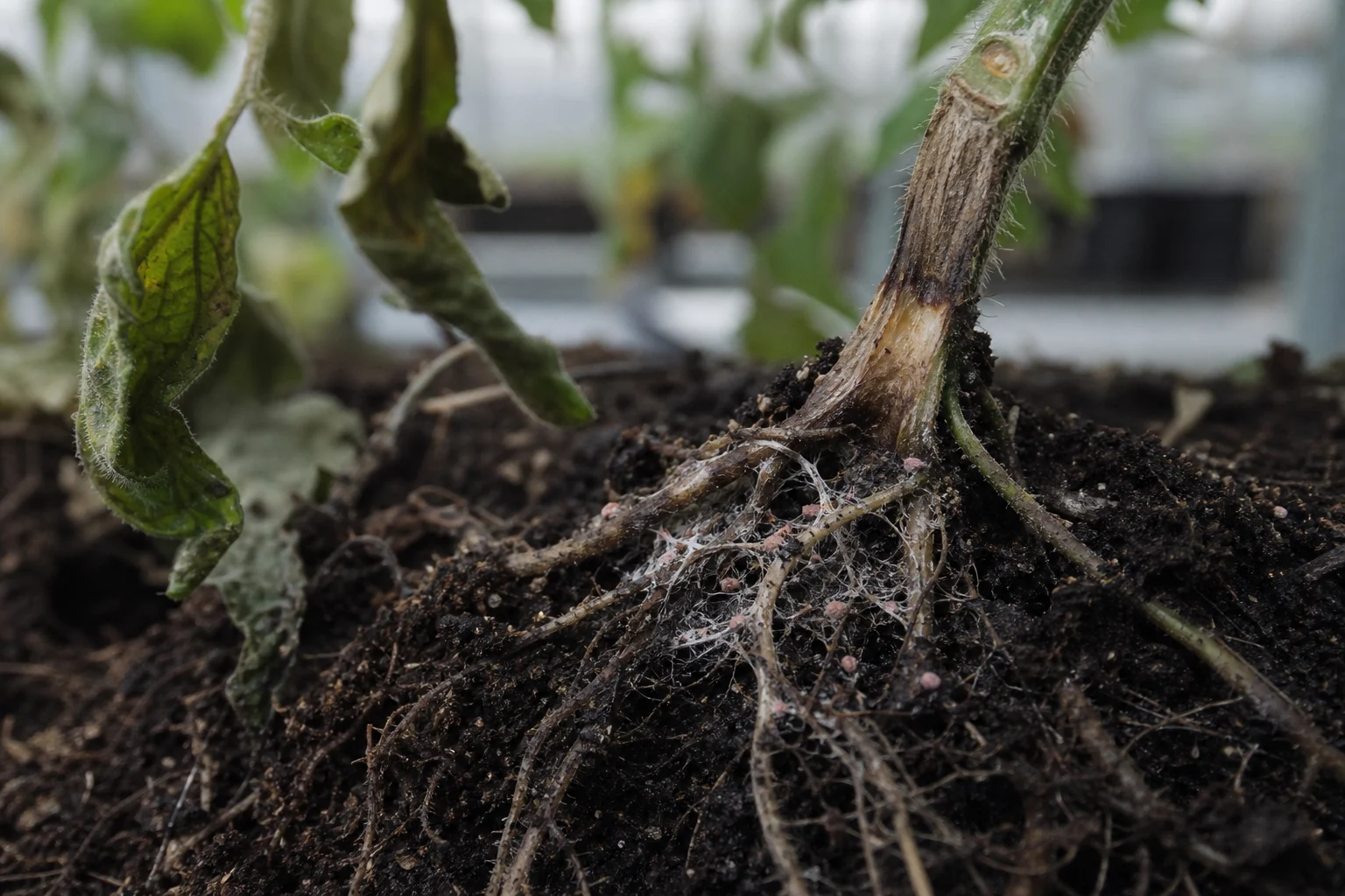 Fusarium Oxysporum