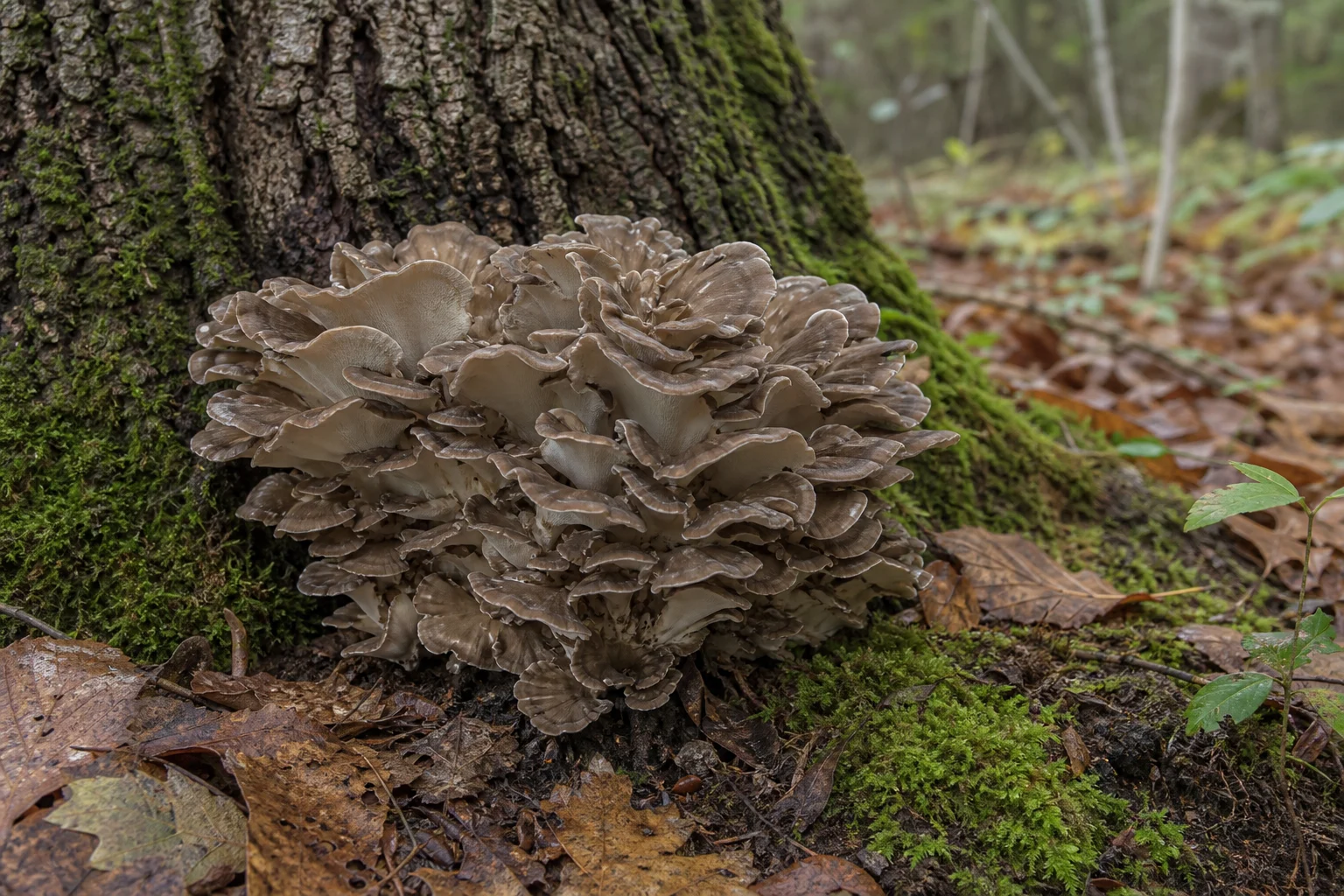 Grifola frondosa (Maitake Mantarı)