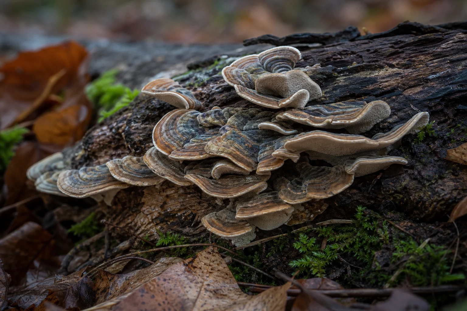 Hindi Kuyruğu Mantarı (Trametes Versicolor )