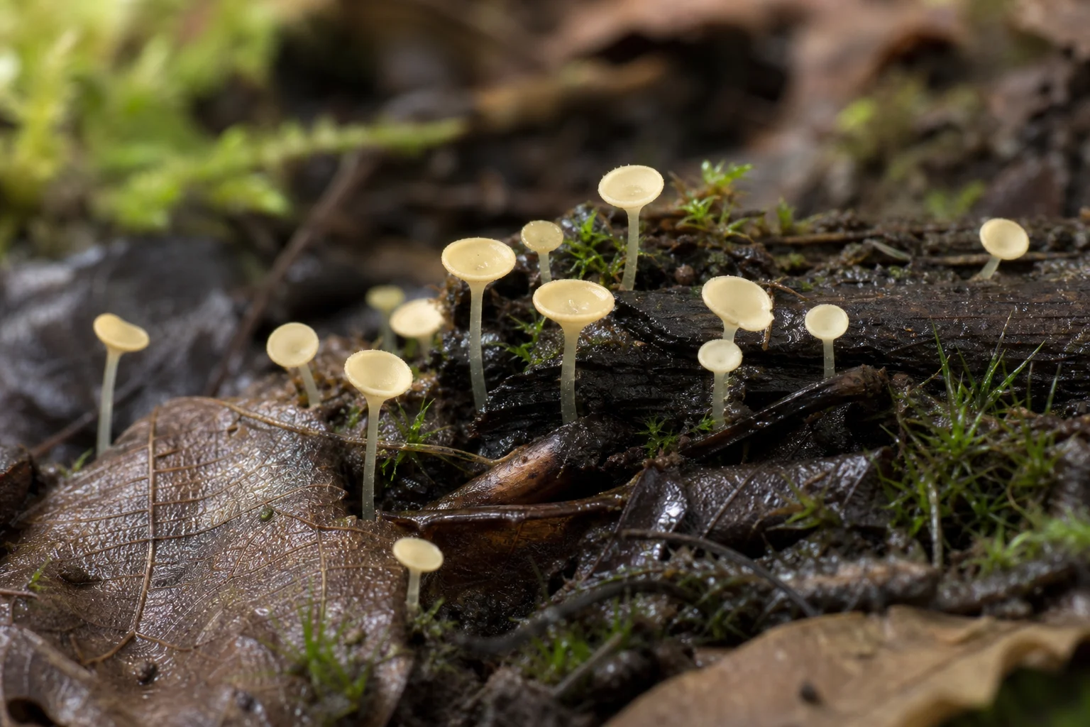 Hymenoscyphus Türleri (Hymenoscyphus)