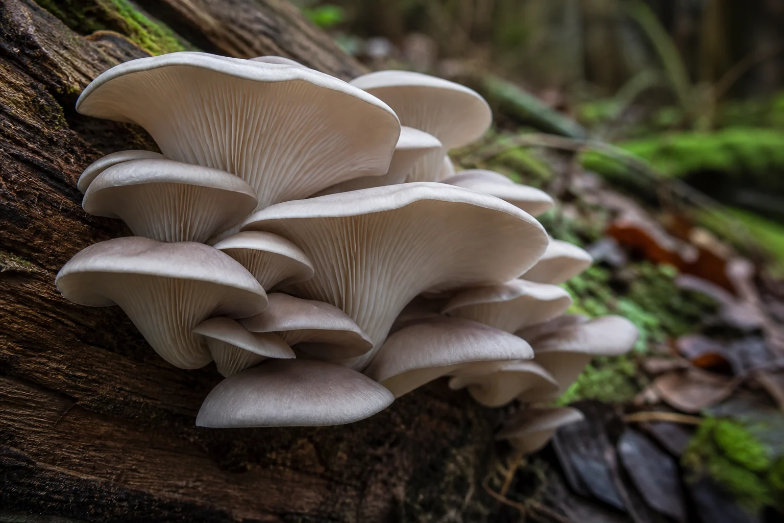 İstiridye Mantarı (Pleurotus Ostreatus )