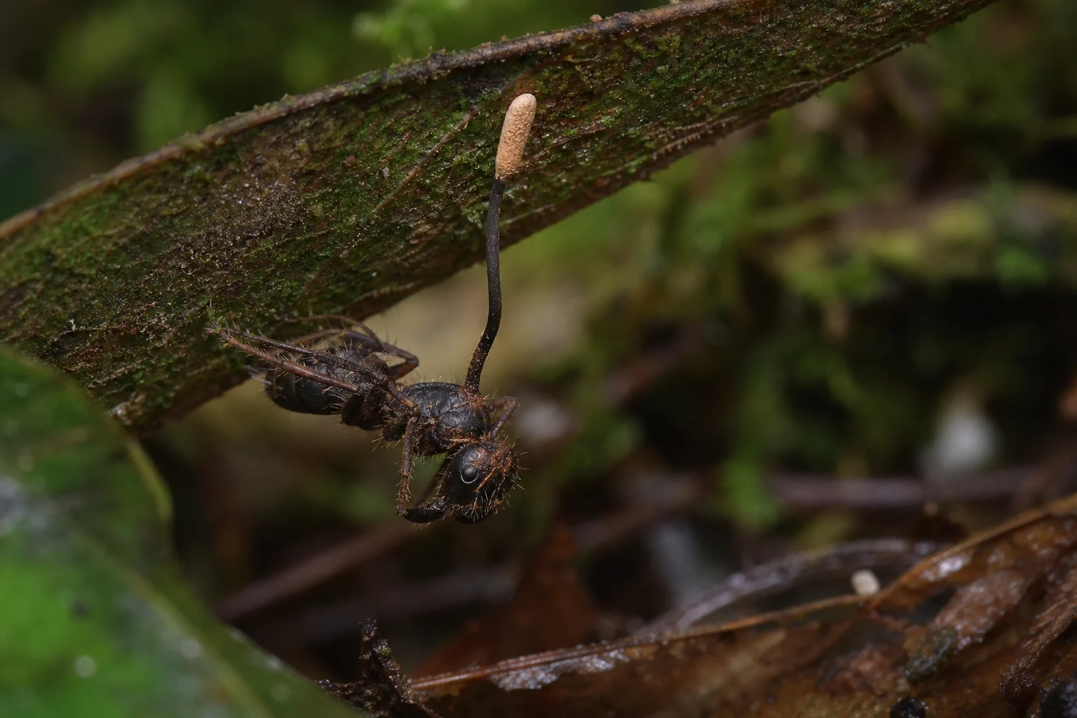 Karınca Zombi Mantarı (Ophiocordyceps unilateralis)