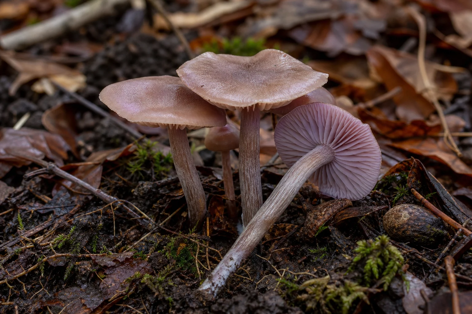 Laccaria Türleri (Laccaria)