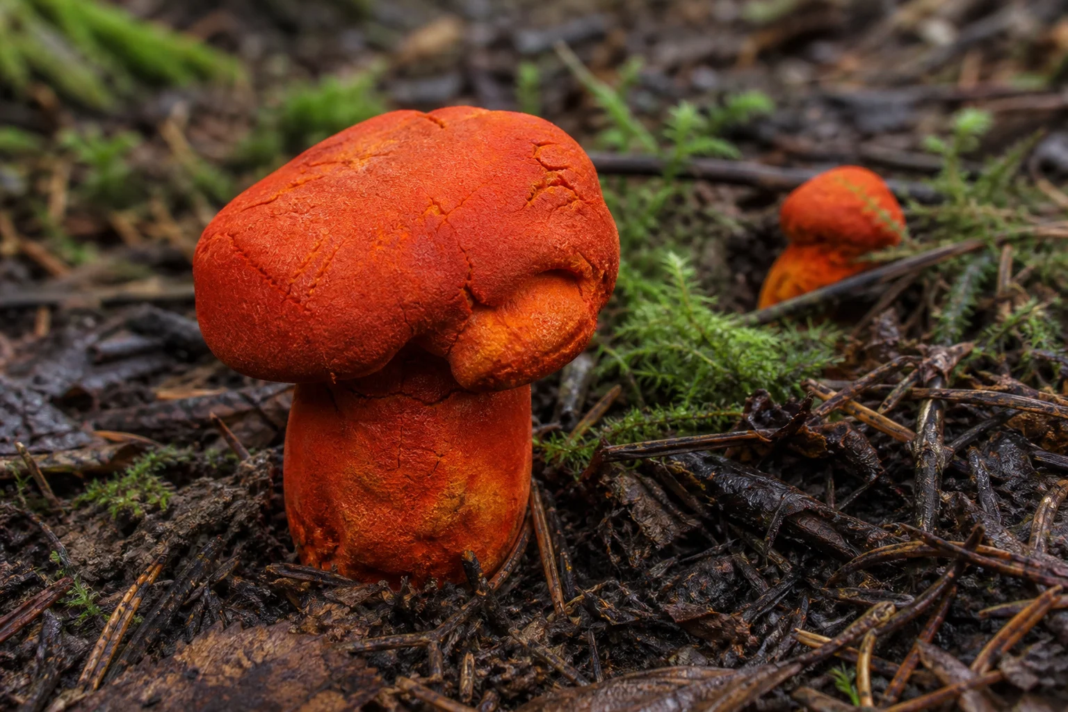 Lobster Mantarı (Hypomyces Lactifluorum)