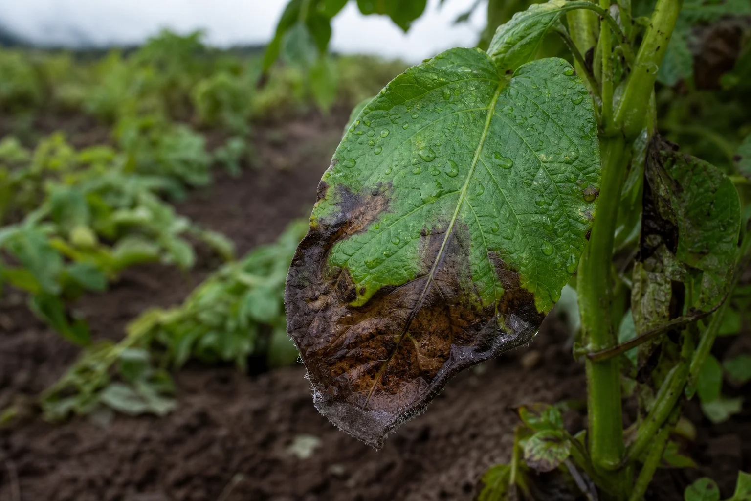 Phytophthora Infestans