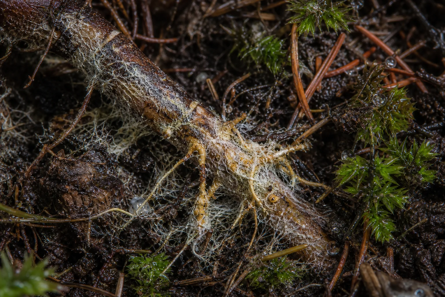 Piloderma Türleri (Piloderma)