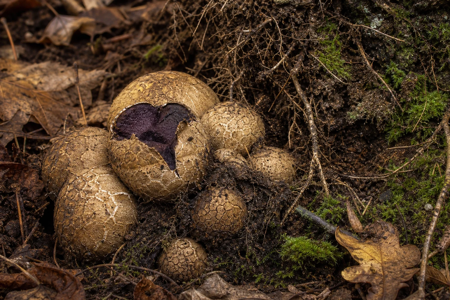 Scleroderma Türleri (Scleroderma)