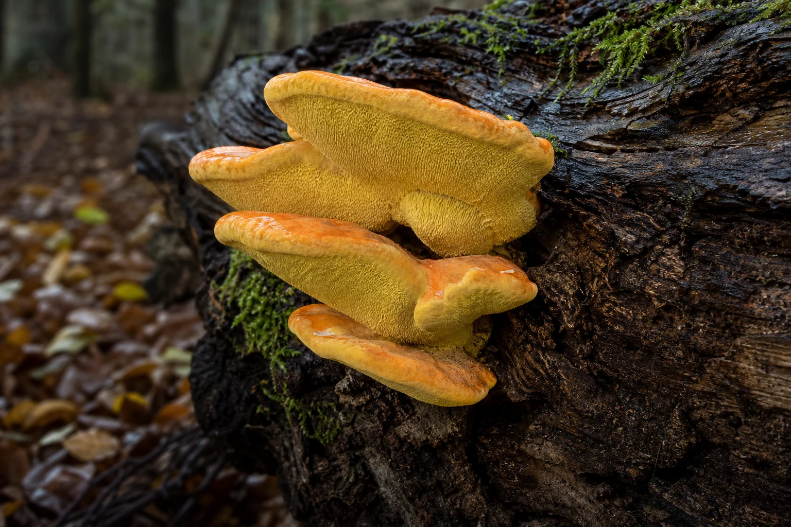 Tavuk Mantarı (Laetiporus Sulphureus)