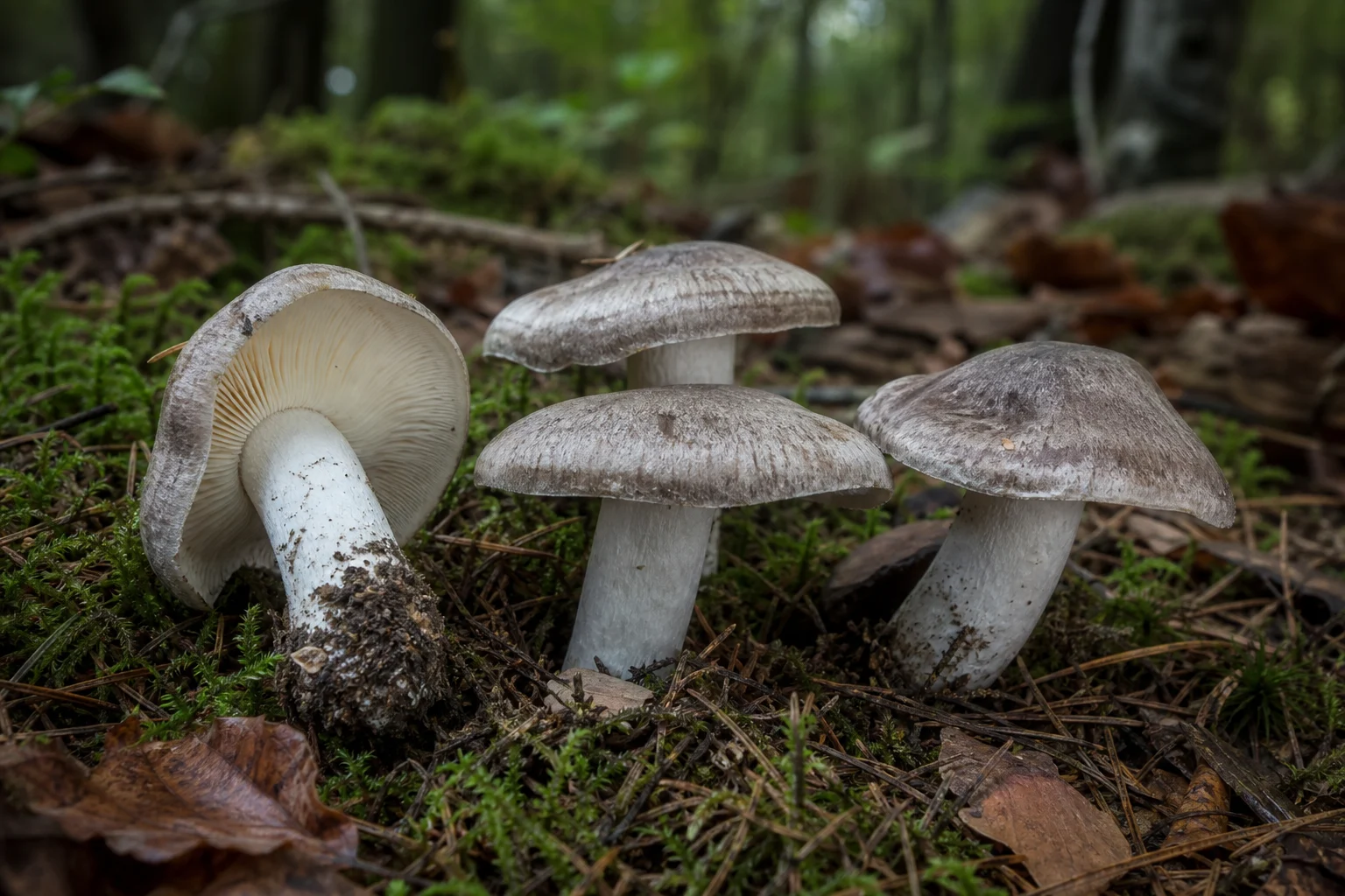 Tricholoma Türleri (Tricholoma)