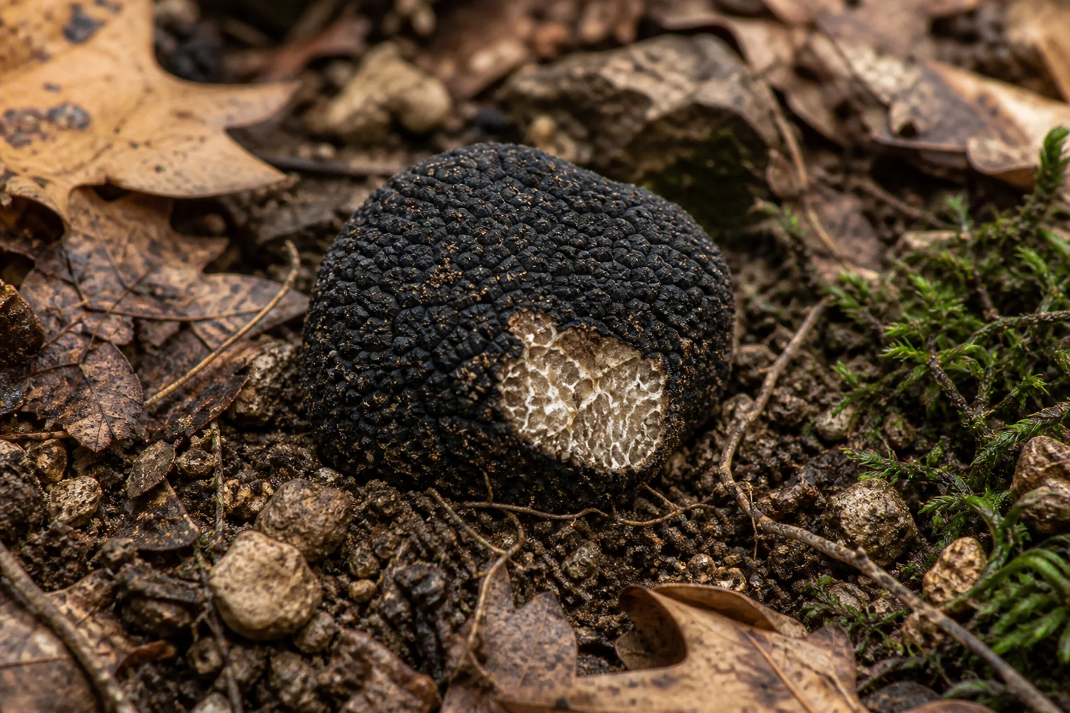 Trüf Mantarı (Tuber)