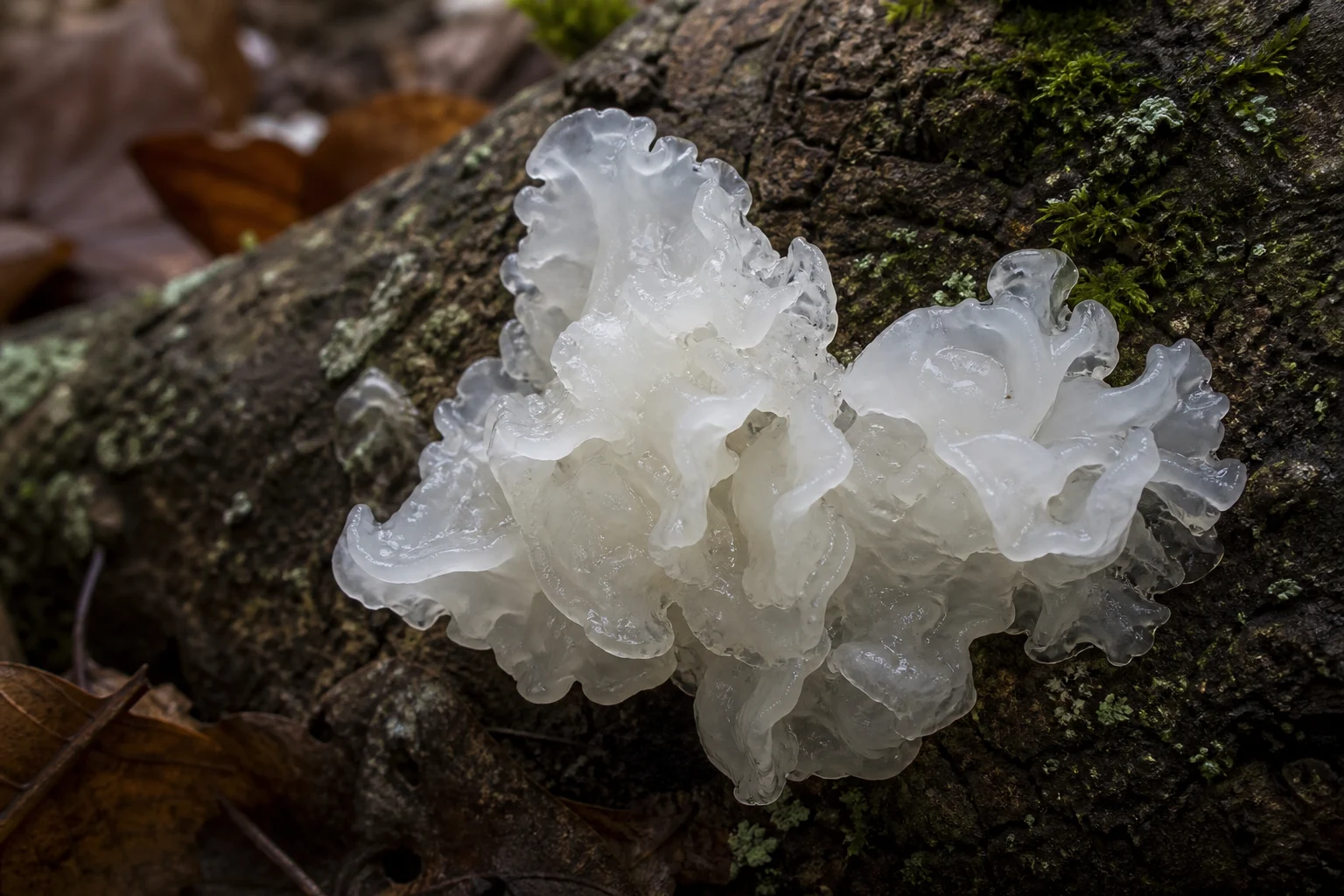 Beyaz Kulak Mantarı (Tremella fuciformis)